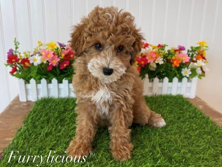 Captain - Poodle