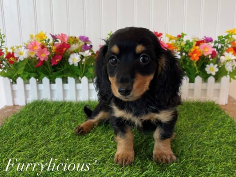 Lexi - Dachshund