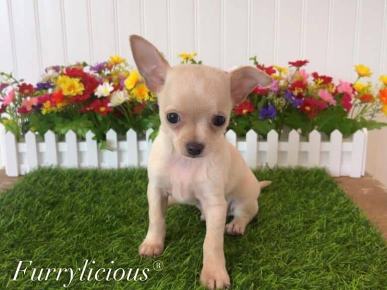 Kai - Chihuahua