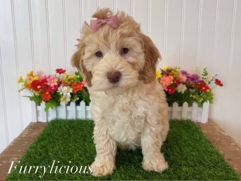 Labradoodle Mini 2nd Gen - Labradoodle Mini 2nd Gen