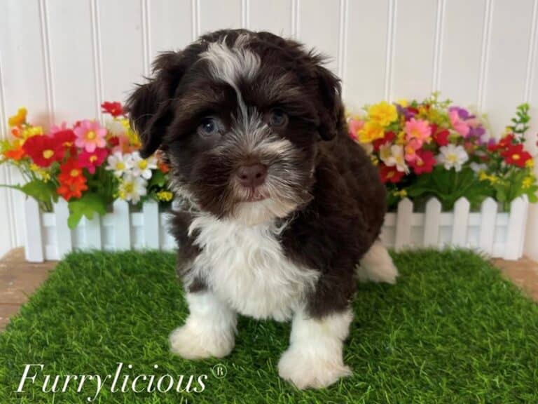 Havanese - Havanese