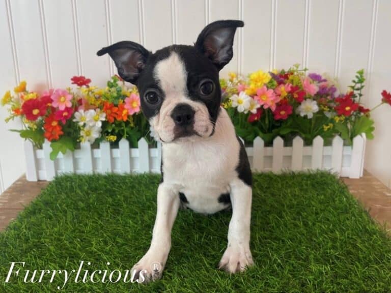 Boston Terrier - Boston Terrier