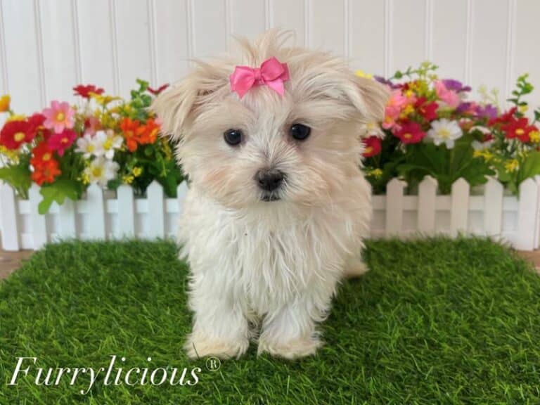 Maltese - Maltese