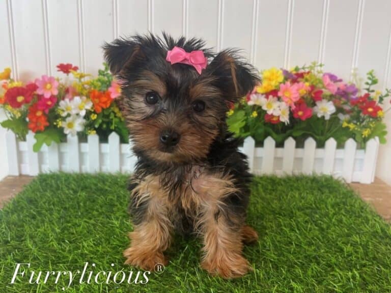 Effie - Yorkshire Terrier