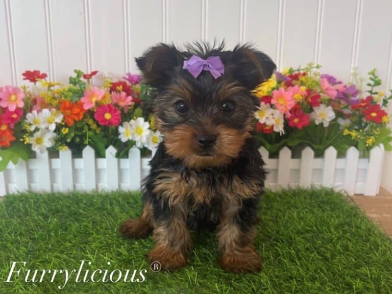 Evee - Yorkshire Terrier