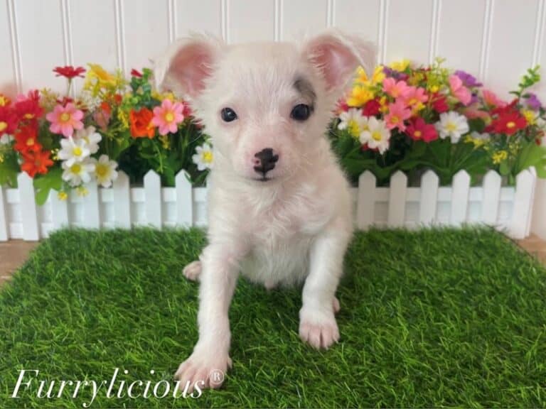 Ziggy - Chihuahua