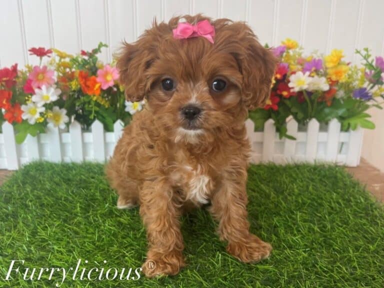 Star - Cavapoo