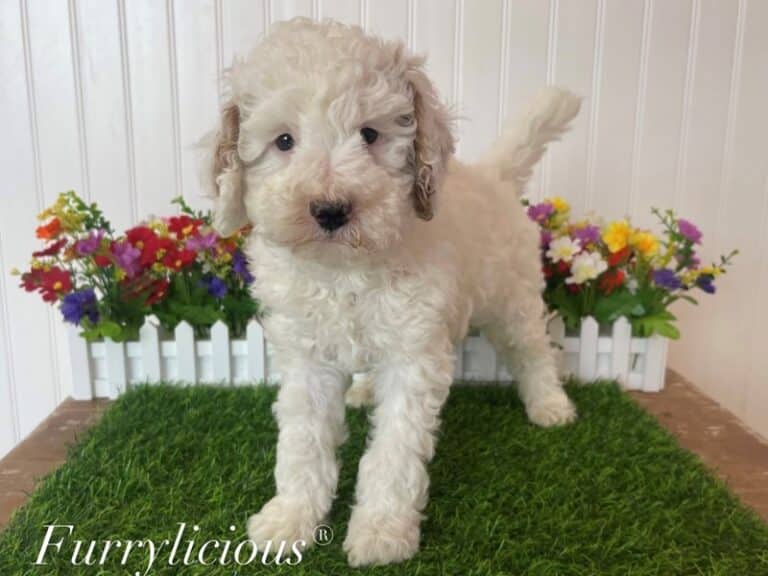 Frankie - Goldendoodle Mini 2nd Gen