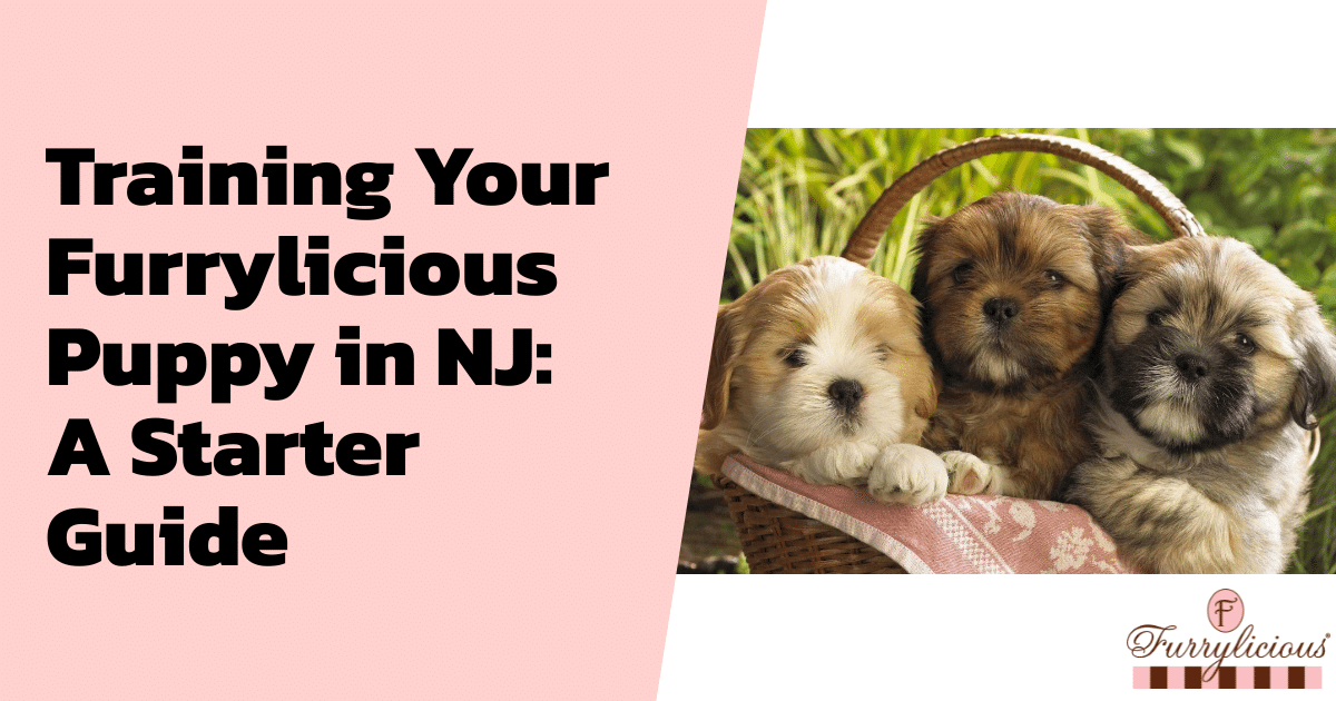 Training Your Furrylicious Puppy in NJ: A Starter Guide