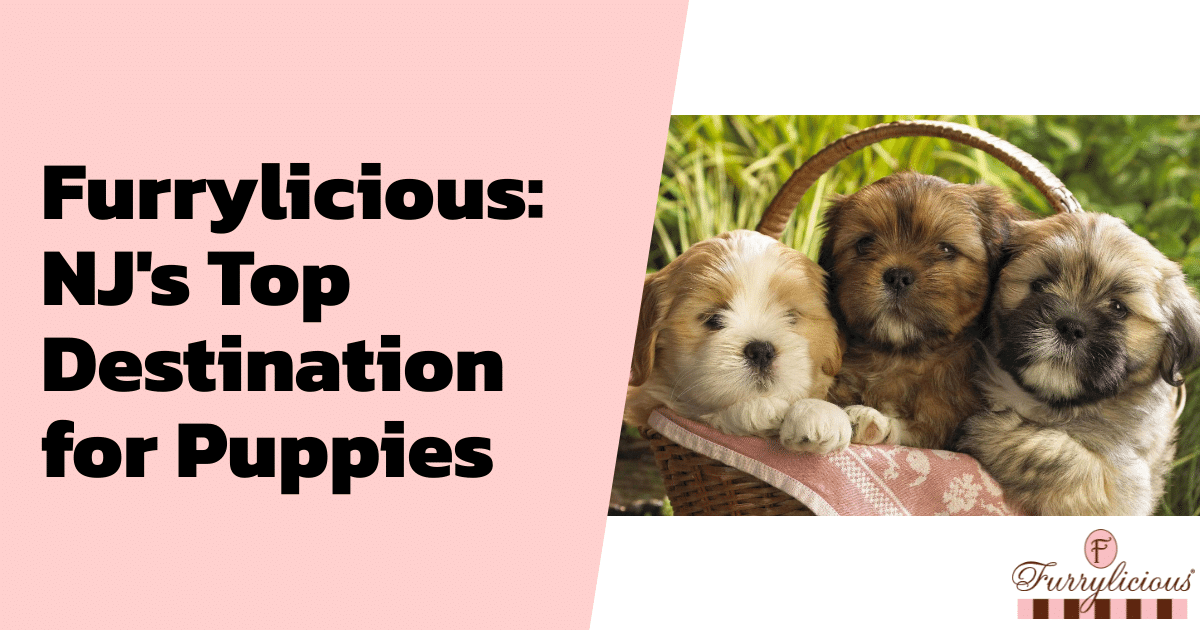 Furrylicious®: NJ’s Top Destination for Puppies