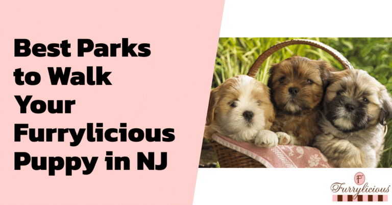 Best Parks to Walk Your Furrylicious® Puppy in NJ