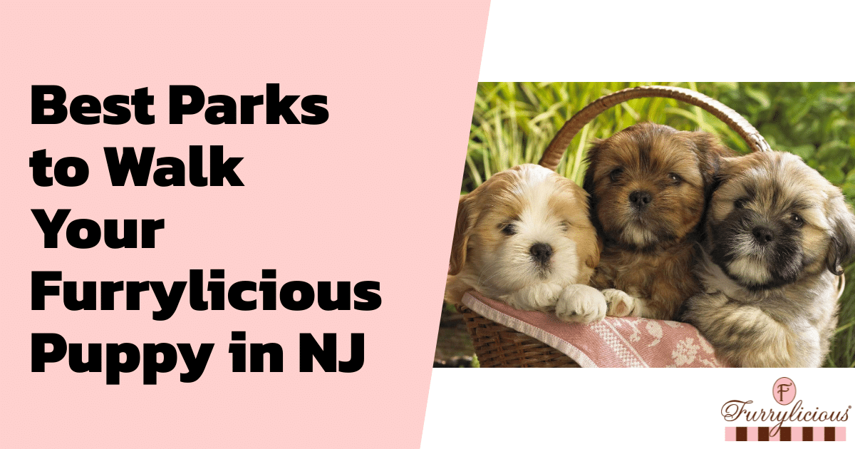 Best Parks to Walk Your Furrylicious® Puppy in NJ