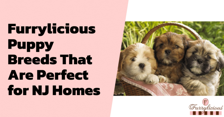 Furrylicious® Puppy Breeds That Are Perfect for NJ Homes