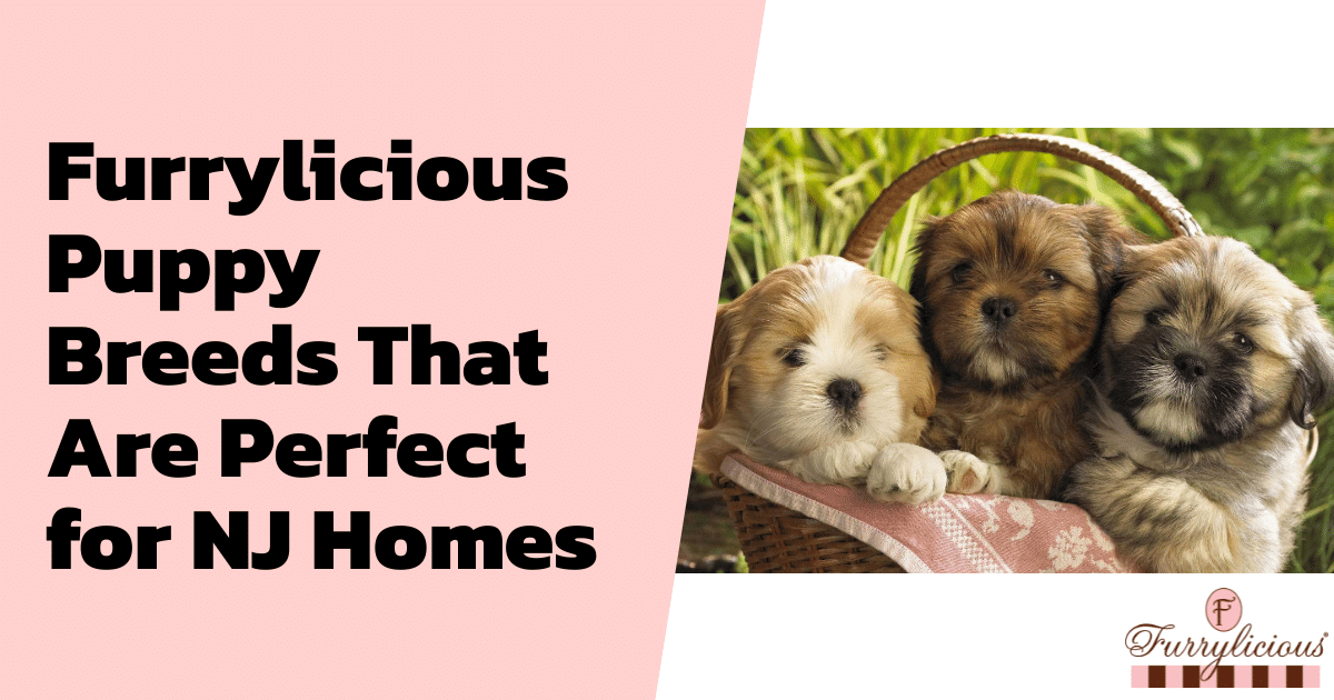 Furrylicious® Puppy Breeds That Are Perfect for NJ Homes