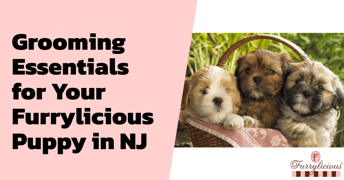 Grooming Essentials for Your Furrylicious® Puppy in NJ