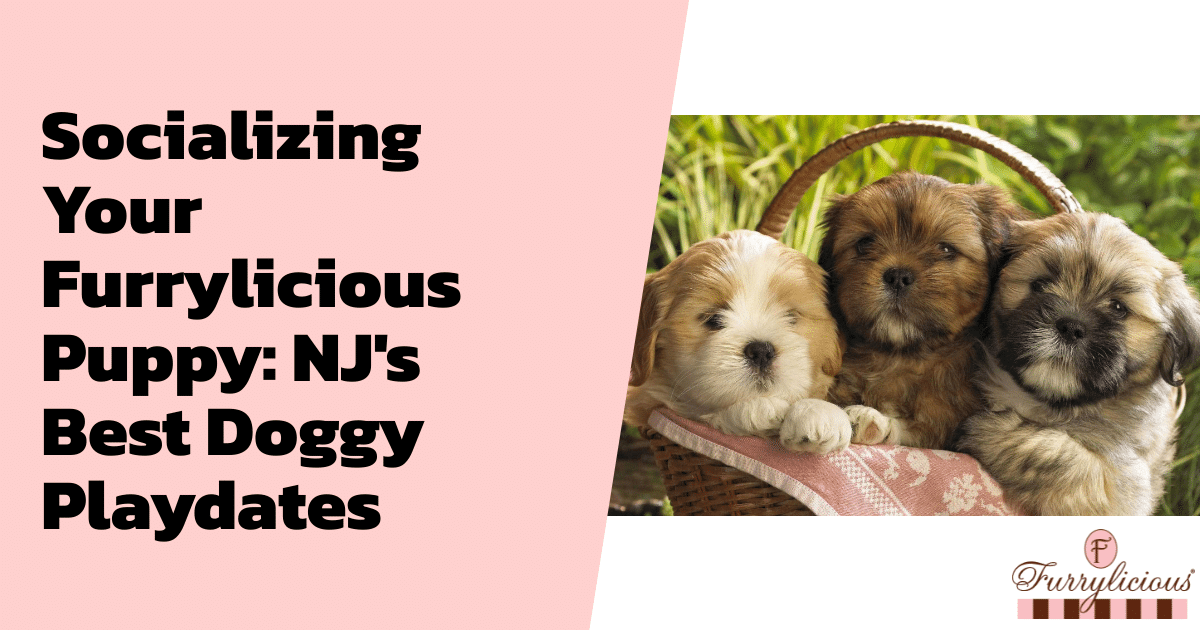 Socializing Your Furrylicious® Puppy: NJ’s Best Doggy Playdates
