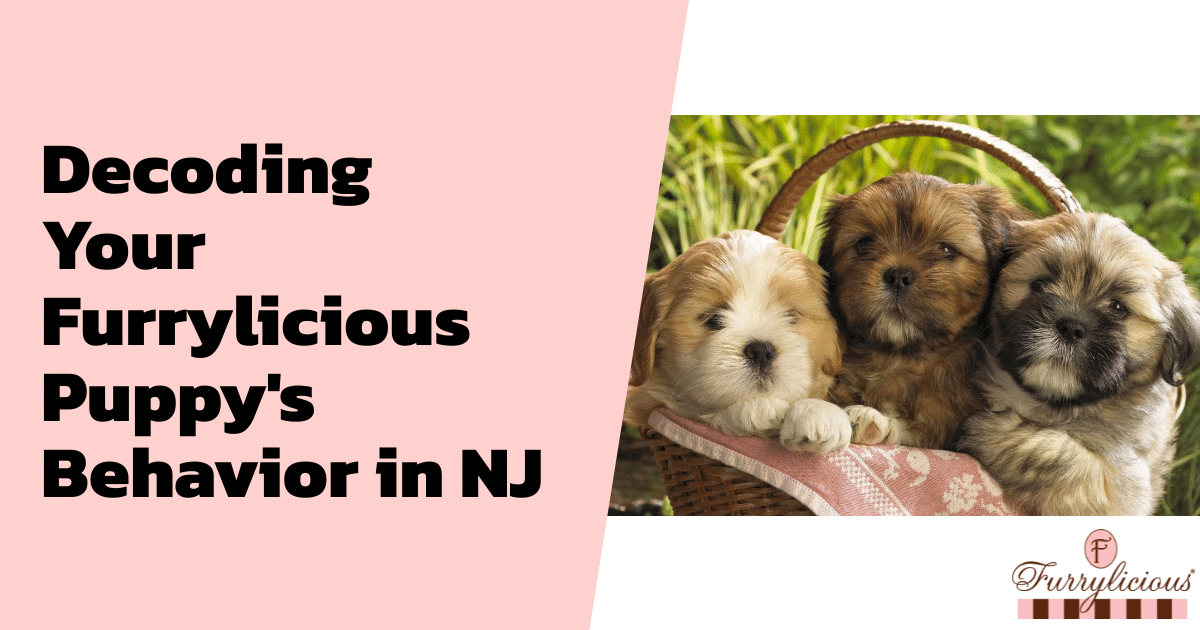 Decoding Your Furrylicious® Puppy’s Behavior in NJ