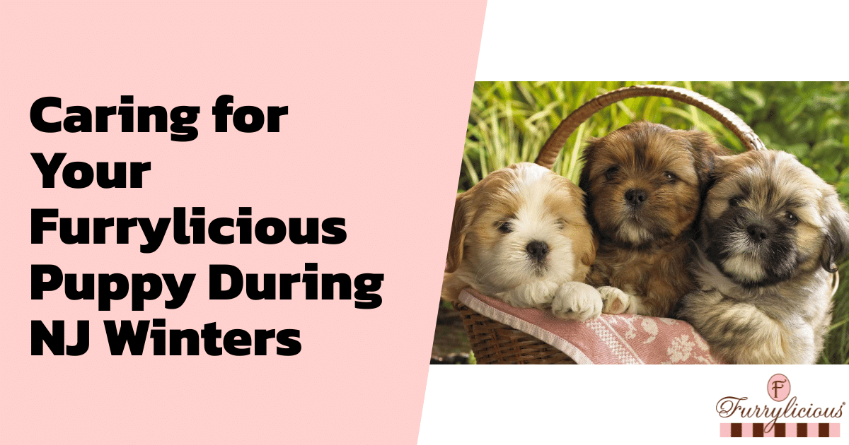 Caring for Your Furrylicious® Puppy During NJ Winters
