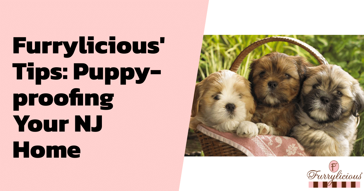 Furrylicious®’ Tips: Puppy-Proofing Your NJ Home