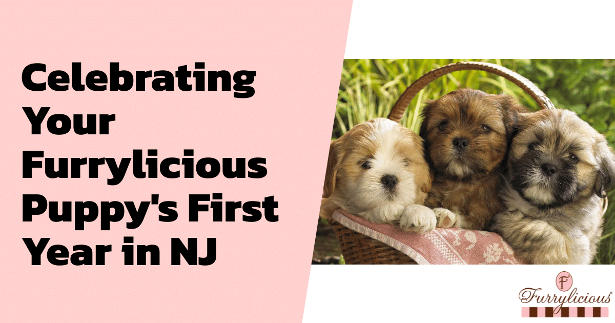 Celebrating Your Furrylicious® Puppy’s First Year in NJ