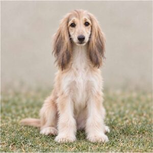Elegant Afghan Hound with long, flowing coat, standing gracefully outdoors