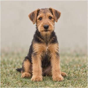 Airedale Terrier with a wiry black and tan coat, standing confidently outdoors
