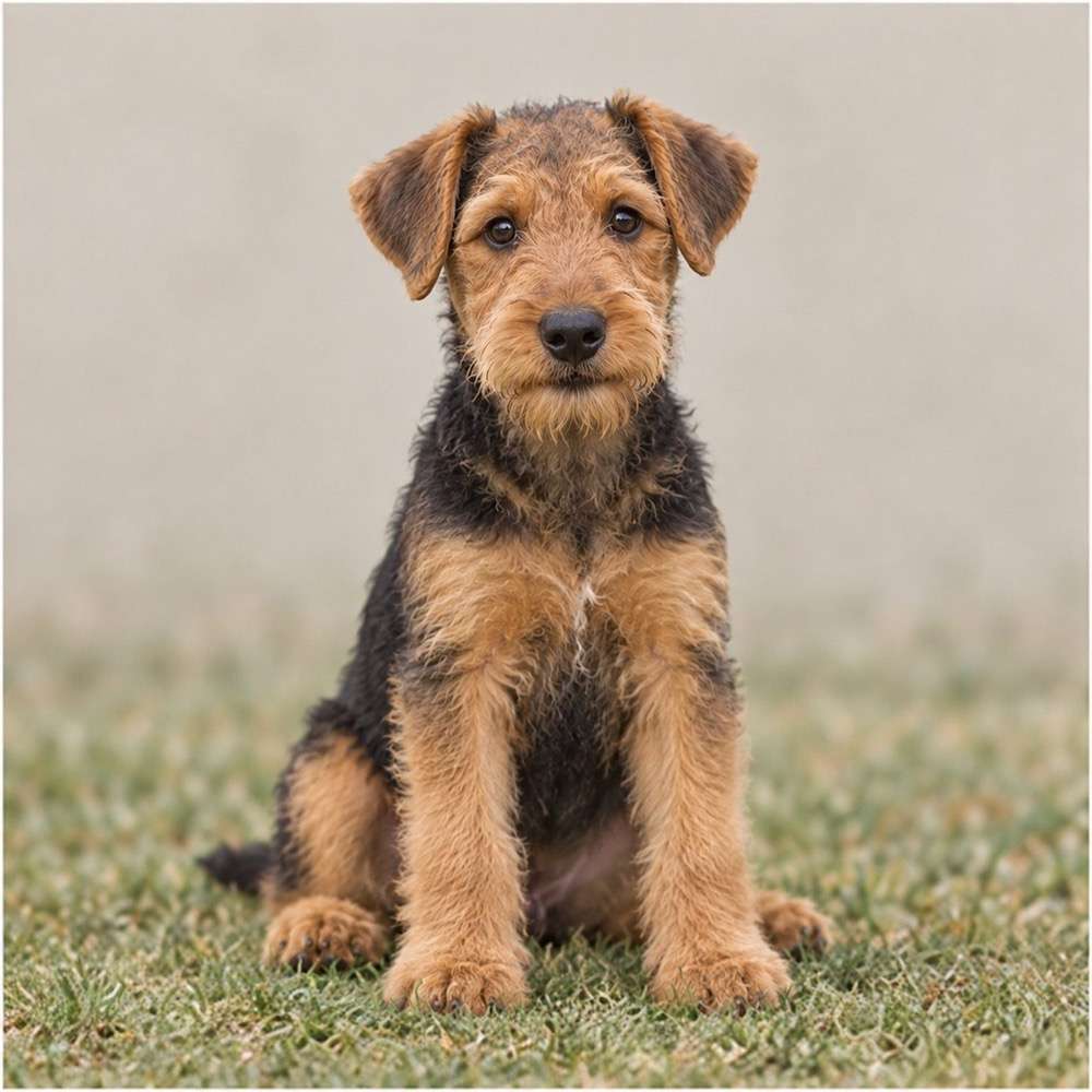 Airedale Terrier with a wiry black and tan coat, standing confidently outdoors
