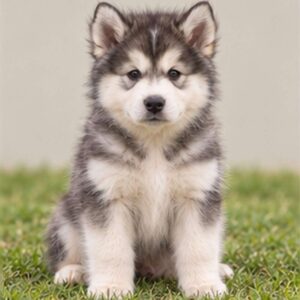 Fluffy gray and white Alaskan Malamute standing proudly in a snowy landscape