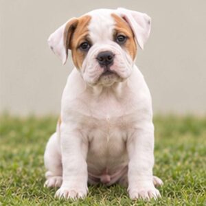 Muscular white dog with brown patches, standing alert in an outdoor setting