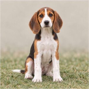American Foxhound with a short, smooth coat, standing alert in a grassy field