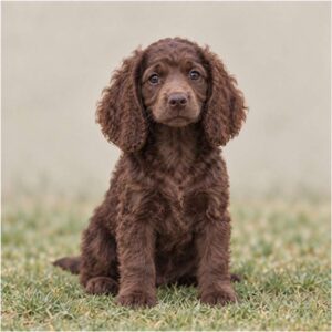 Brown, curly-coated dog standing proudly in a grassy field
