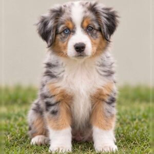 Merle-patterned dog with expressive eyes, sitting attentively on grass