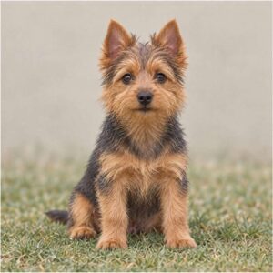 A small, rugged dog with a wiry coat, standing alert and playful