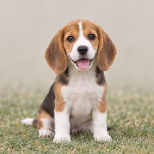 Small, brown and white beagle sitting attentively with floppy ears and expressive eyes