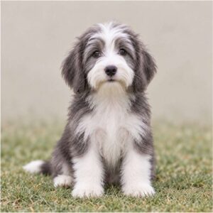 A scruffy, long-haired dog with a cheerful expression standing on grass