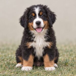 Large fluffy dog with a tricolor coat, sitting proudly in the grass
