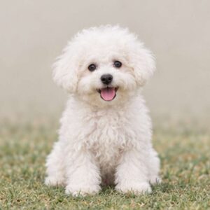 Fluffy white dog with a curly coat, sitting happily on grass