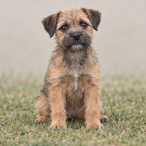 Tan and grizzled coat, alert posture, small size, bright eyes