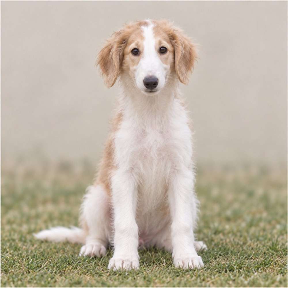 Tall, slender dog with a long, silky coat, standing gracefully outdoors