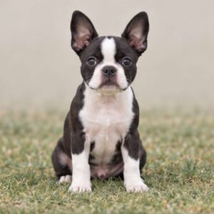 Black and white Boston Terrier with large expressive eyes, standing proudly