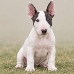 White Bull Terrier with a muscular build, standing proudly and alert
