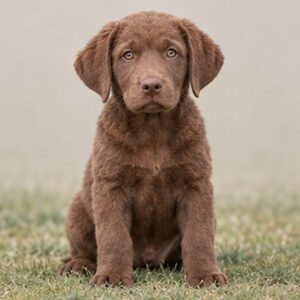 A Chesapeake Bay Retriever with a thick, wavy coat sitting proudly by water