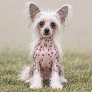 A hairless Chinese Crested dog standing proudly, with pink skin and elegant posture
