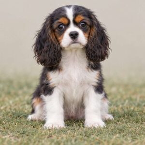 Small, fluffy dog with a wavy, caramel-colored coat sitting attentively