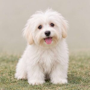 Fluffy, white dog with joyful expression sitting on grass