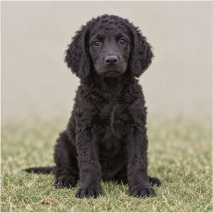 Shiny, curly black coat, alert posture, standing on lush green grass