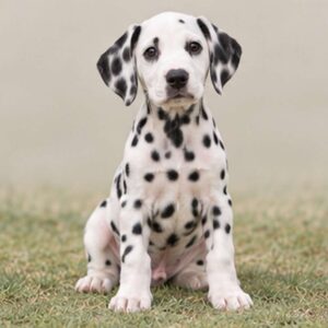 Spotted white dog standing proudly, short coat, alert posture, and playful expression