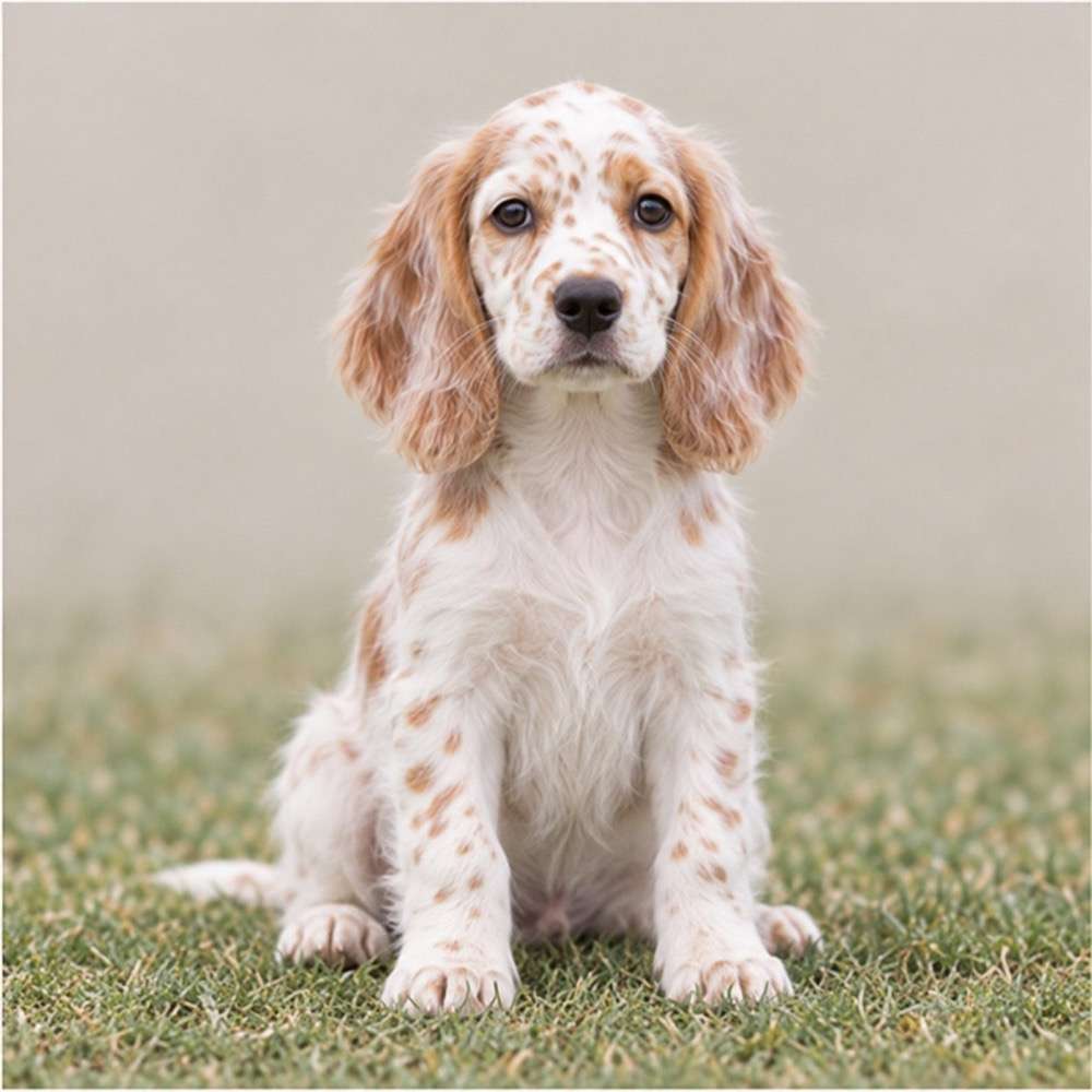 A friendly English Setter with a white and orange coat, standing proudly in a field