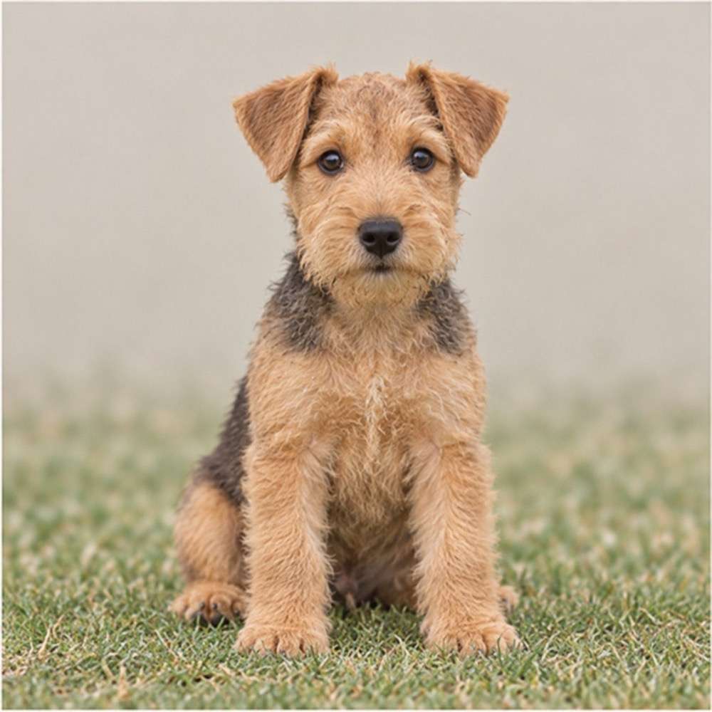 A spirited Lakeland Terrier with a wiry coat, standing alert in a grassy field