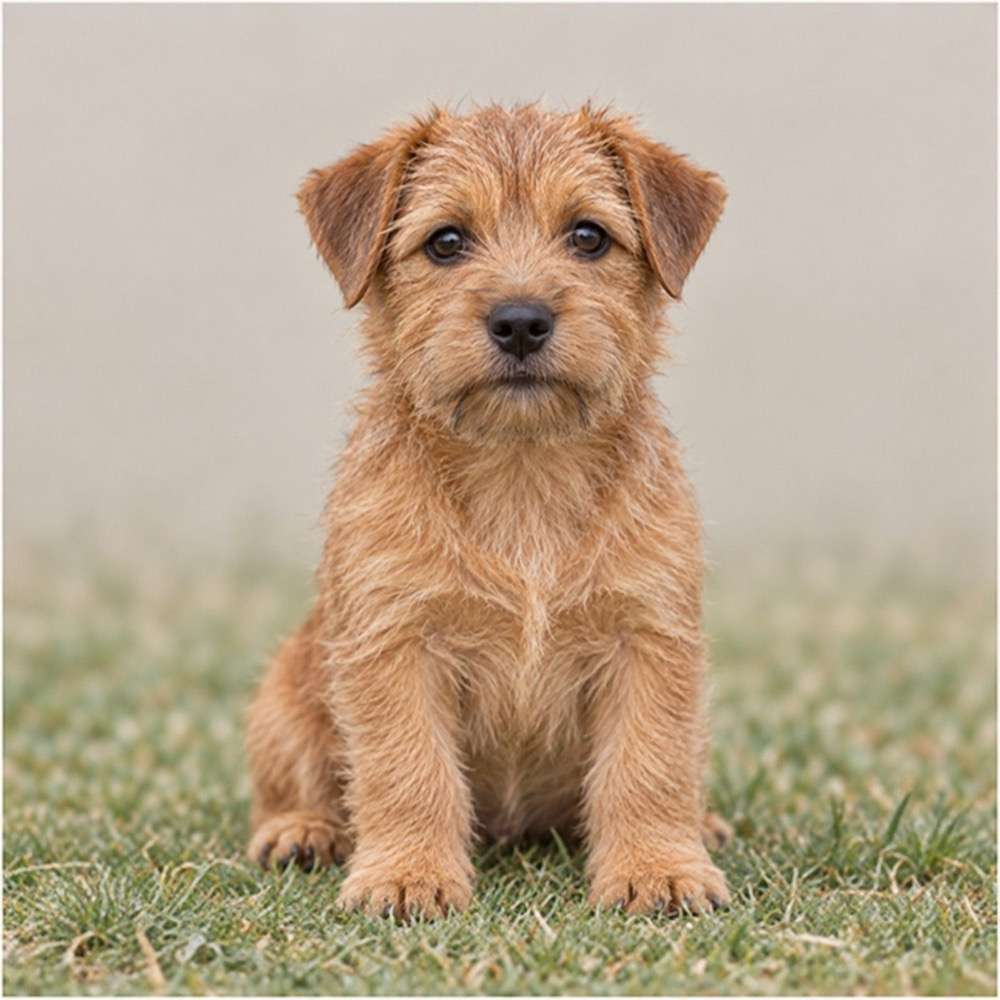 Small, sturdy dog with a wiry coat, standing alert in a grassy field